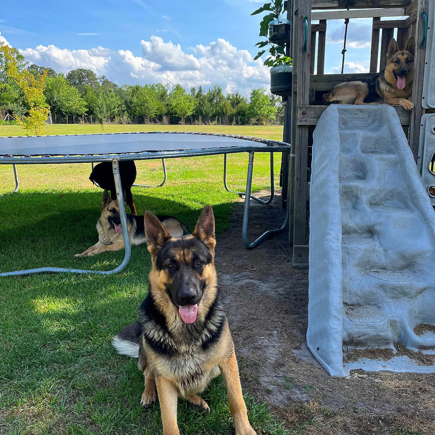 Maximiliano is registered to the contest to win money with this photo: animal, clouds, dog, fence, german_shepherd, grass, happy, nature, outdoor, park, pet, play, playground, resting, sky, slide, sunny, tongue_out, trampoline, tree