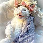 Monkey is registered to the contest to win money with this photo: animal, blanket, bow_headband, cat, cozy, cute, feline, funny_face, fur, indoor, pet, pink_bow, playful, relaxed, snug, soft_light, whiskers, white_cat, window_light, wrapped