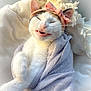 animal, blanket, bow_headband, cat, cozy, cute, feline, funny_face, fur, indoor, pet, pink_bow, playful, relaxed, snug, soft_light, whiskers, white_cat, window_light, wrapped
