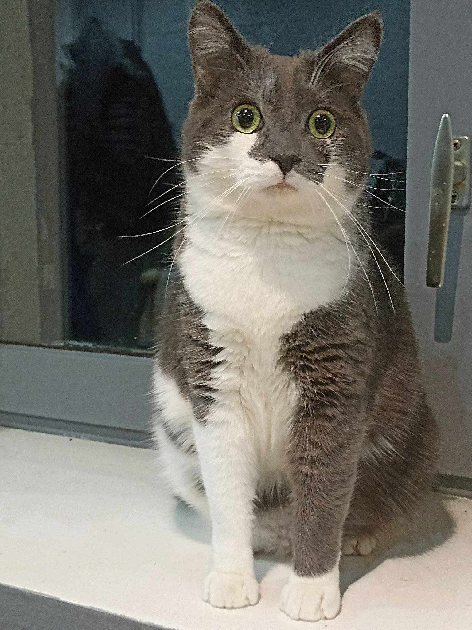 Barth participe au concours pour gagner de l'argent avec cette photo : carnivore, cat, claw, curious, domestic_short_haired_cat, door, fawn, felidae, fur, kitchen_utensil, paw, photo_caption, rectangle, small_to_medium_sized_cats, snout, tail, terrestrial_animal, whiskers, window