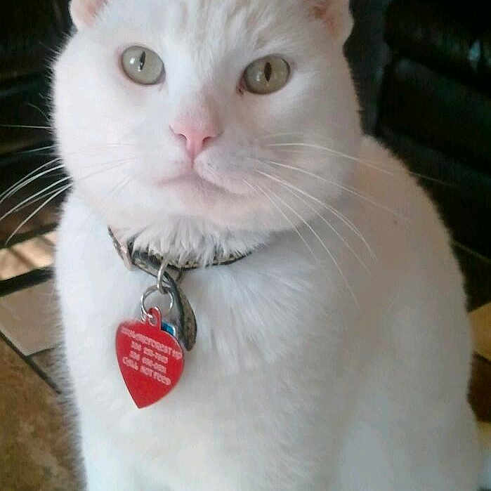 Maumau joined the competition — help win amazing prizes! aegean_cat, american_wirehair, asian, burmilla, carnivore, cat, domestic_short_haired_cat, felidae, japanese_bobtail, javanese, khao_manee, mammal, small_to_medium_sized_cats, tail, turkish_angora, turkish_van, vertebrate, whiskers, white