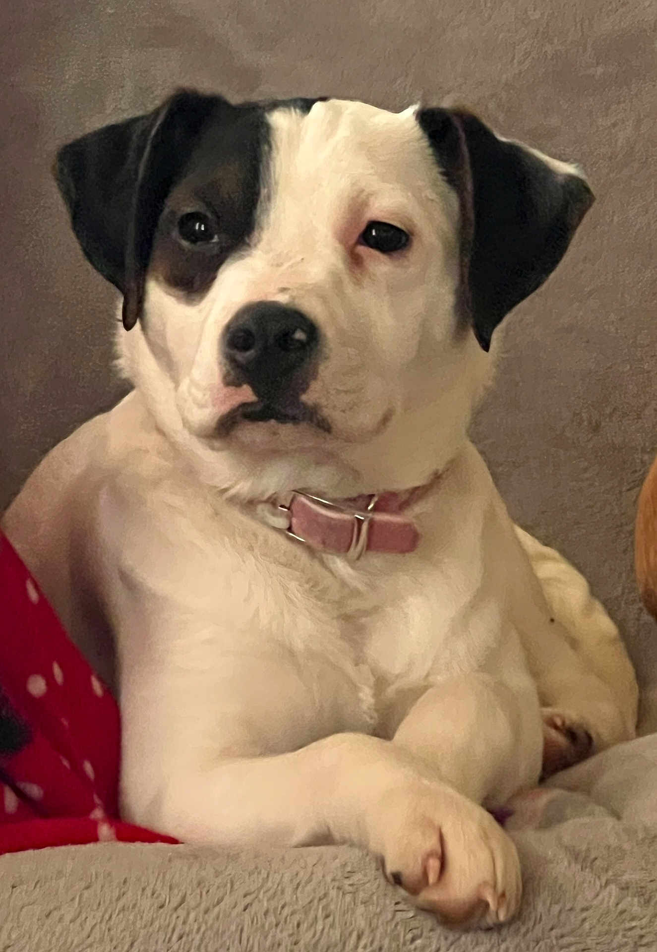 Daisy