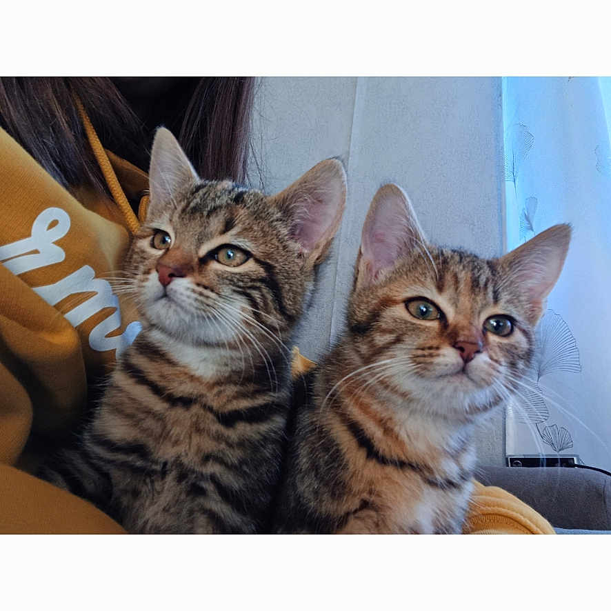 Juju Et Sissi a rejoint le concours — aidez-le/la à gagner de superbes lots ! abyssinian, advertisement, animal, art, cat, collage, envelope, face, greetingcard, head, kitten, mail, manx, number, person, pet, poster, symbol, text