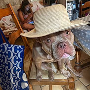 Louna participe au concours pour gagner de l'argent avec cette photo : dog, hat, chair, wooden_chair, indoor, tile_floor, person, phone, table, blue_bag, pattern, face, pet, looking_up, brown_dog, seated, home, furniture, casual, domestic