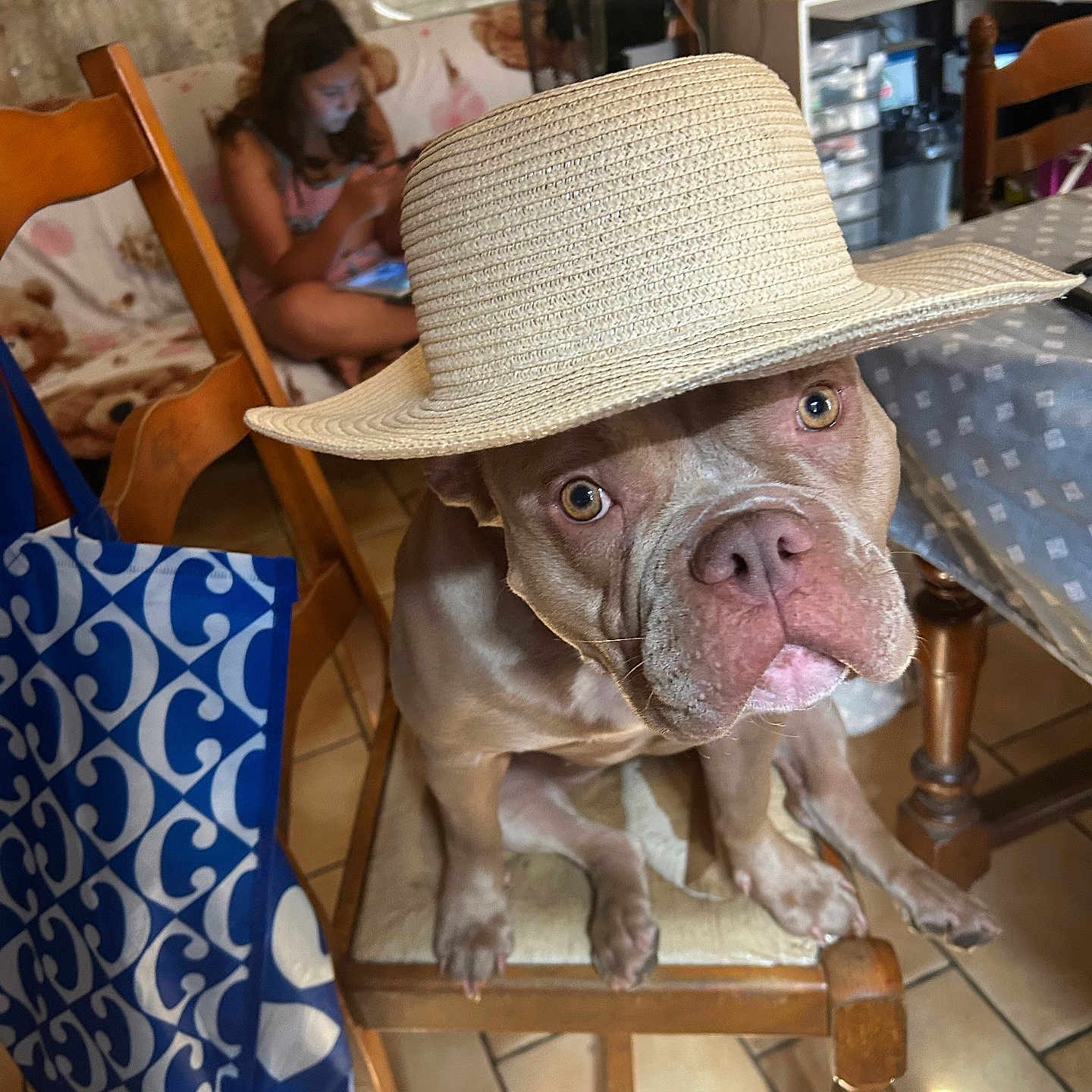 Louna participe au concours pour gagner de l'argent avec cette photo : blue_bag, brown_dog, casual, chair, dog, domestic, face, furniture, hat, home, indoor, looking_up, pattern, person, pet, phone, seated, table, tile_floor, wooden_chair