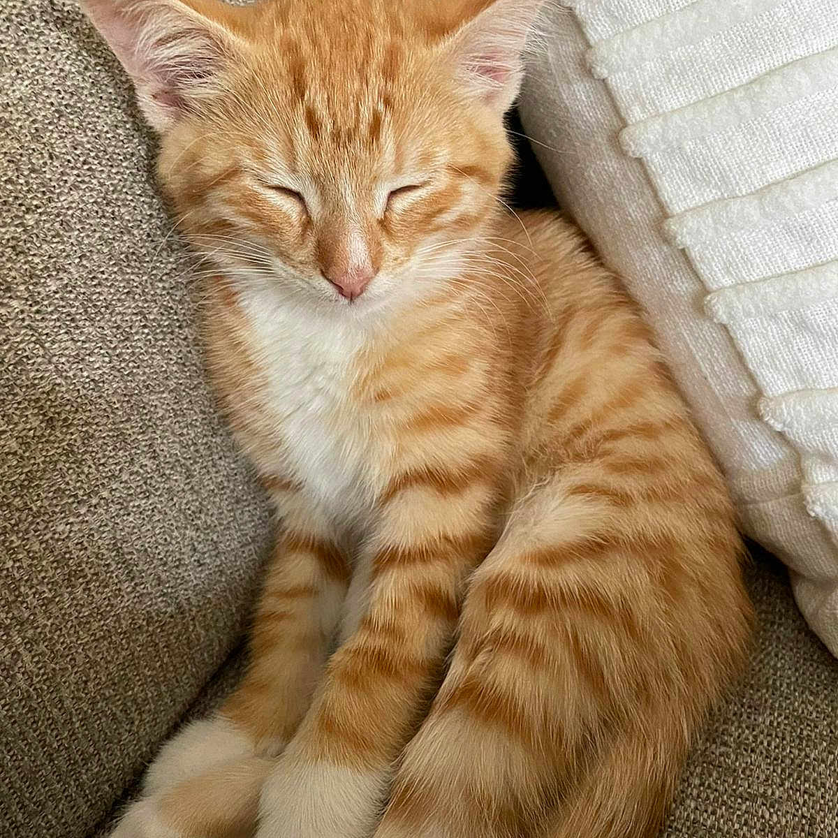 Oppai is registered to the contest to win money with this photo: abyssinian, angora, animal, blanket, cat, couch, cushion, egyptiancat, furniture, homedecor, kitten, manx, person, pet, sleeping