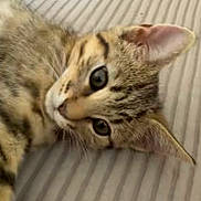 Jojo participe au concours pour gagner de l'argent avec cette photo : animal, cat, closeup, curious, cute, domestic_cat, ears, face, feline, fur, indoor, kitten, lying, pet, resting, soft, striped, tabby, whiskers, young