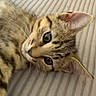 animal, cat, closeup, curious, cute, domestic_cat, ears, face, feline, fur, indoor, kitten, lying, pet, resting, soft, striped, tabby, whiskers, young