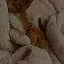 Pumpkin a rejoint le concours — aidez-le/la à gagner de superbes lots ! kitten, cat, orange_cat, fur, fluffy_blanket, cozy, cute, pet, animal, sleepy, resting, soft, warm, indoor, closeup, young, small, paw, whiskers, relaxing