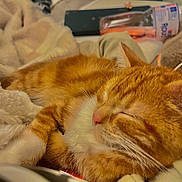 Pumpkin a rejoint le concours — aidez-le/la à gagner de superbes lots ! cat, orange_tabby, sleeping, cozy, blanket, soft, fur, pet, indoor, closeup, relaxing, cute, whiskers, pink_nose, feline, domestic_animal, comfort, warm_lighting, resting, household