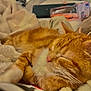 cat, orange_tabby, sleeping, cozy, blanket, soft, fur, pet, indoor, closeup, relaxing, cute, whiskers, pink_nose, feline, domestic_animal, comfort, warm_lighting, resting, household