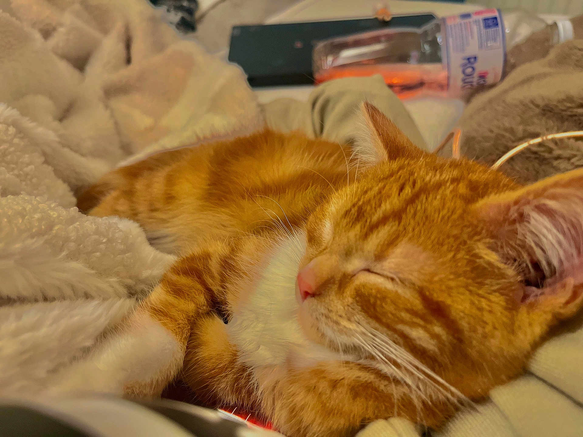 Pumpkin a rejoint le concours — aidez-le/la à gagner de superbes lots ! cat, orange_tabby, sleeping, cozy, blanket, soft, fur, pet, indoor, closeup, relaxing, cute, whiskers, pink_nose, feline, domestic_animal, comfort, warm_lighting, resting, household