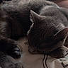cat, gray_cat, sleeping, resting, fur, paw, fabric, pattern, couch, indoor, cozy, pet, animal, cute, whiskers, relaxation, soft_lighting, closeup, feline, nap
