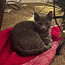 cat, gray_cat, pet, animal, indoor, carpet, blanket, red_blanket, christmas_tree, christmas_lights, decorations, curious, cozy, feline, fur, whiskers, tail, ear, eye, holiday