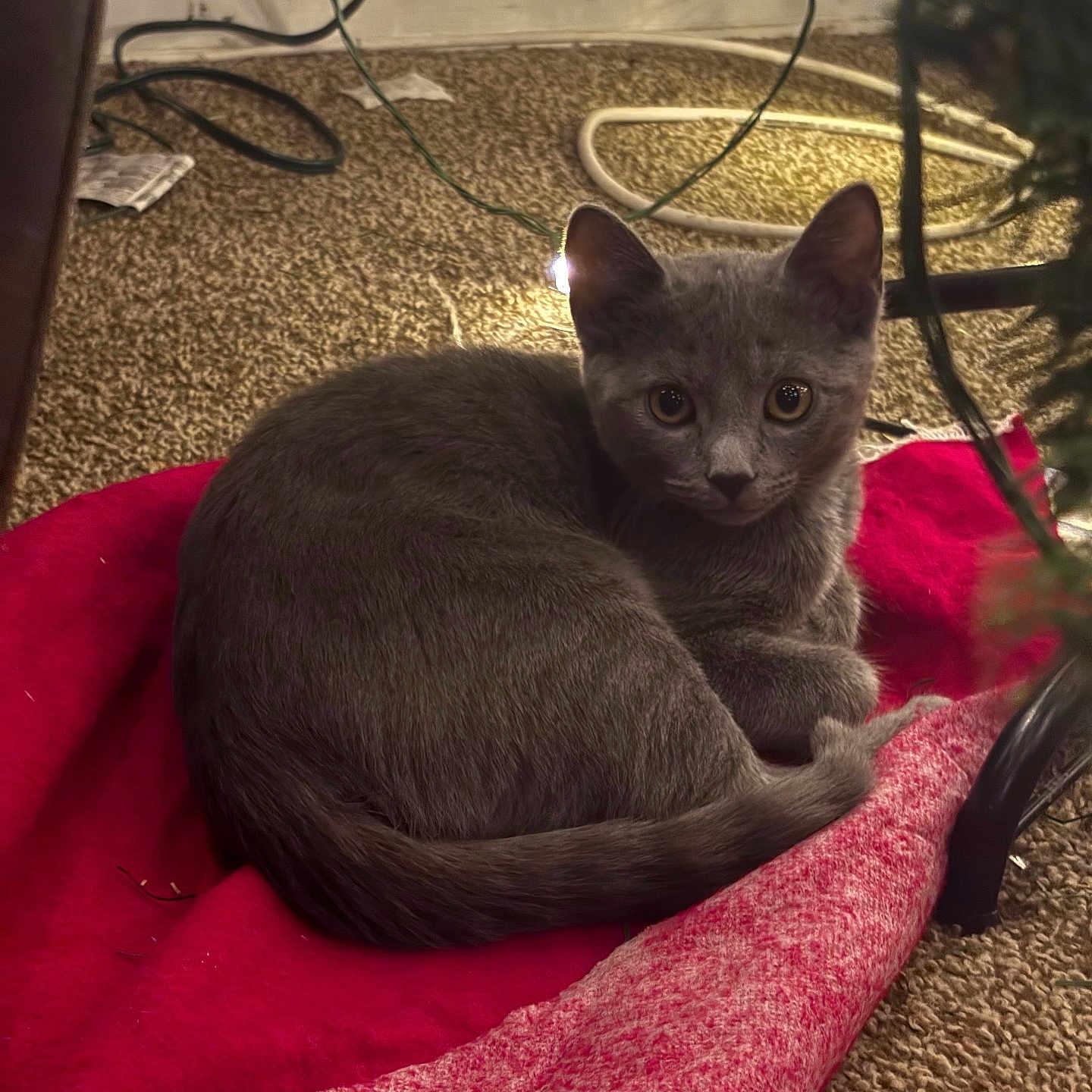 Stormi