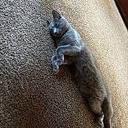Stormi is registered to the contest to win money with this photo: cat, gray_cat, sleeping, carpet, indoor, pet, feline, relaxed, resting, cozy, animal, fur, whiskers, four_legs, domestic_animal, quiet, peaceful, soft_light, floor, home