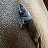 cat, gray_cat, sleeping, carpet, indoor, pet, feline, relaxed, resting, cozy, animal, fur, whiskers, four_legs, domestic_animal, quiet, peaceful, soft_light, floor, home
