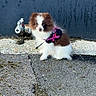puppy, dog, small_dog, fluffy, brown_and_white, sitting, harness, leash, outdoor, pavement, concrete, wall, blue_background, portrait, pet, canine, cute, looking_at_camera, urban, full_body