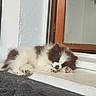 Athos a rejoint le concours — aidez-le/la à gagner de superbes lots ! cat, kitten, sleeping, fluffy, long_hair, brown_and_white, window, windowsill, indoor, relaxed, resting, paws, closed_eyes, pet, animal, cozy, sunlight, wooden_frame, white_wall, portrait