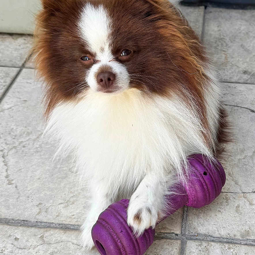 Athos a rejoint le concours — aidez-le/la à gagner de superbes lots ! dog, small_dog, fluffy, long_hair, brown_and_white, portrait, sitting, outdoor, patio, tiles, purple_toy, chew_toy, pet, cute, serious_expression, pointed_ears, fluffy_tail, front_paws, fur, animal