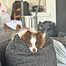 Athos participe au concours pour gagner de l'argent avec cette photo : puppy, dog, pet, animal, fluffy, brown_and_white, face, eyes, nose, portrait, close_up, cushion, sofa, living_room, indoors, cozy, blurred_background, sitting, cute, photography