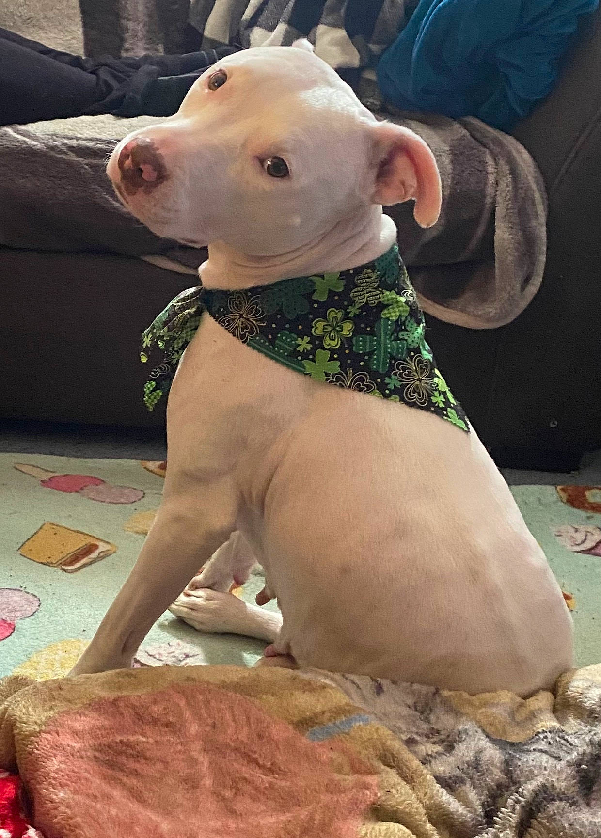 Baby Girl joined the competition — help win amazing prizes! canidae, carnivore, collar, companion_dog, couch, dog, dog_breed, dog_collar, dog_supply, fashion_accessory, fawn, flesh, green, pattern, pet_supply, snout, soil, sporting_group, terrestrial_animal, working_animal