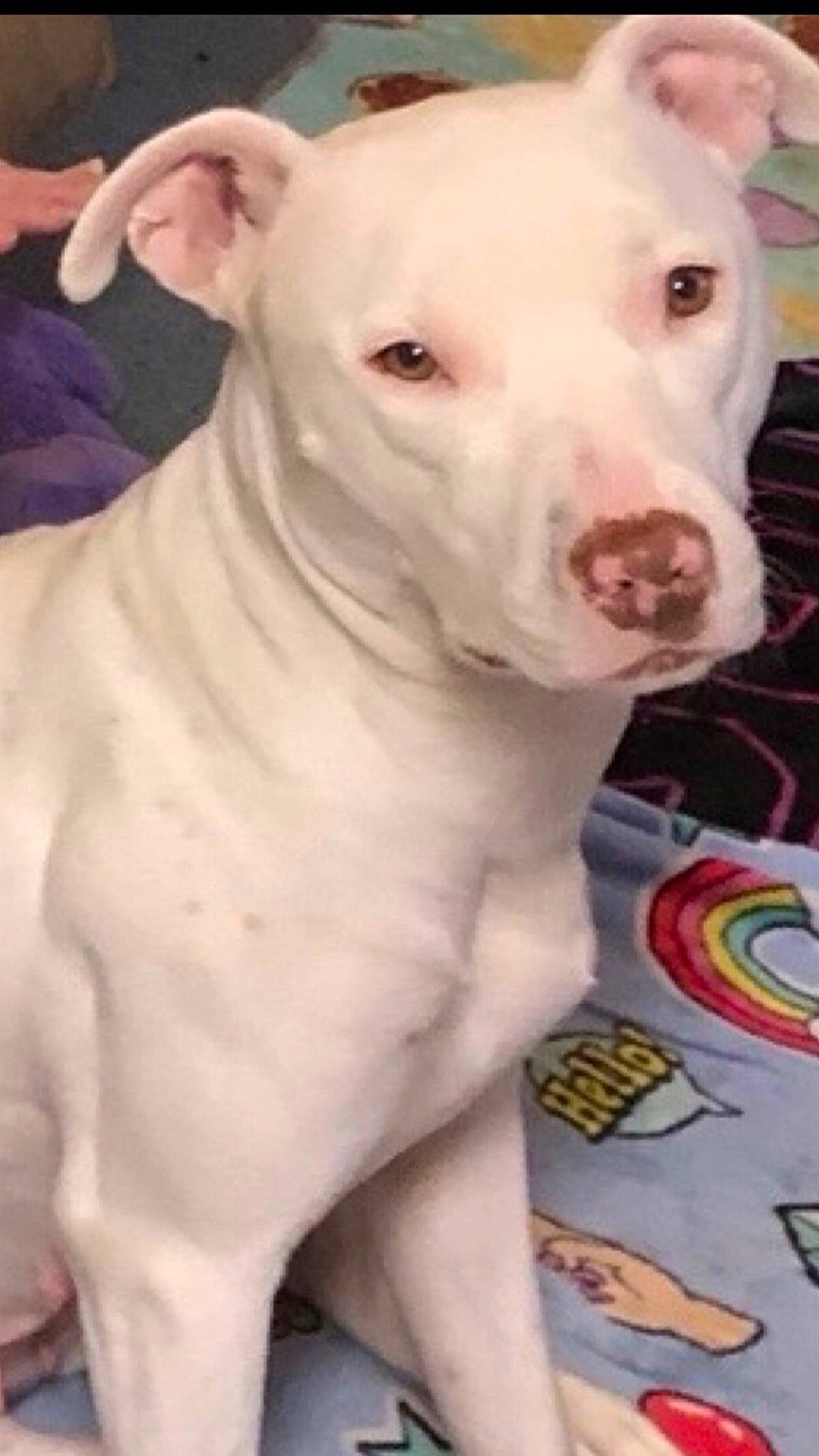 Baby Girl joined the competition — help win amazing prizes! boxer, canidae, carnivore, companion_dog, cordoba_fighting_dog, dog, dog_breed, fawn, no_expression, non_sporting_group, snout, sporting_group, terrestrial_animal, white, working_animal