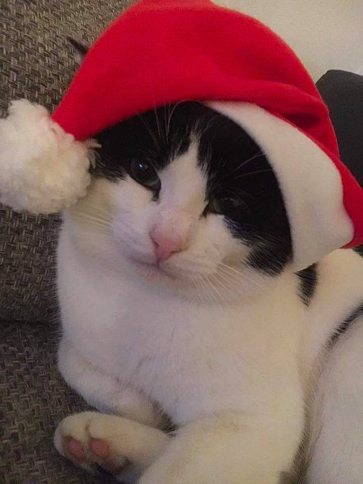 Link participe au concours pour gagner de l'argent avec cette photo : carnivore, cat, felidae, fur, hat, headgear, japanese_bobtail, kitten, paw, polydactyl_cat, small_to_medium_sized_cats, snout, tail, whiskers