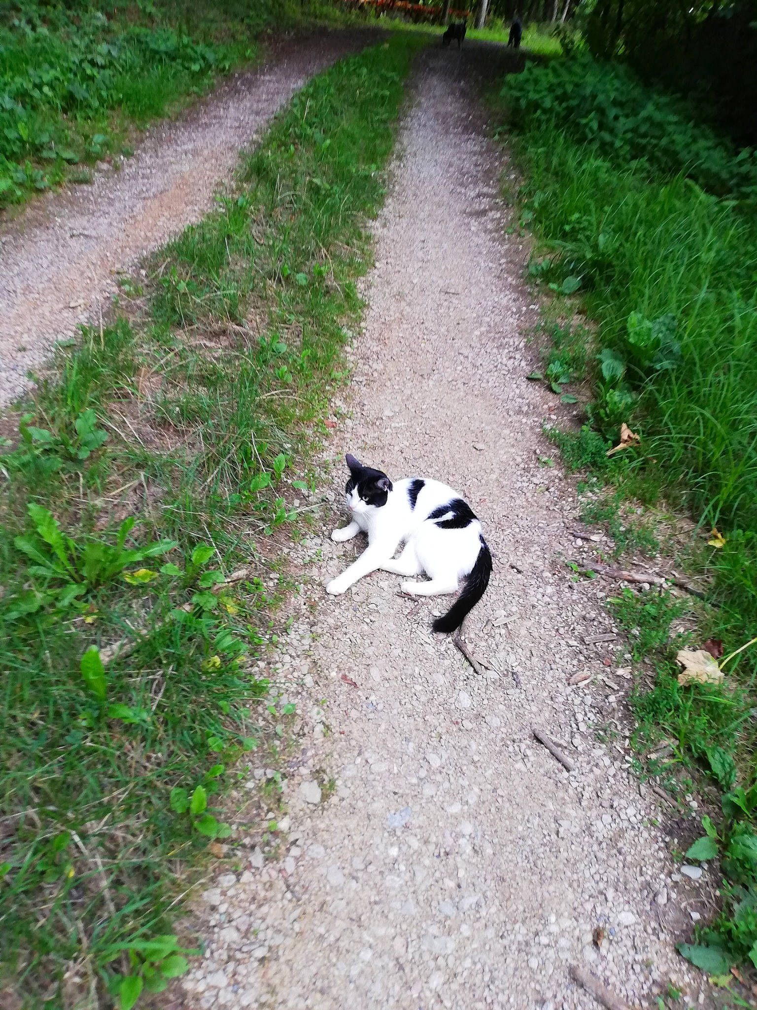 Link a rejoint le concours — aidez-le/la à gagner de superbes lots ! canidae, carnivore, grass, plant, road, tail