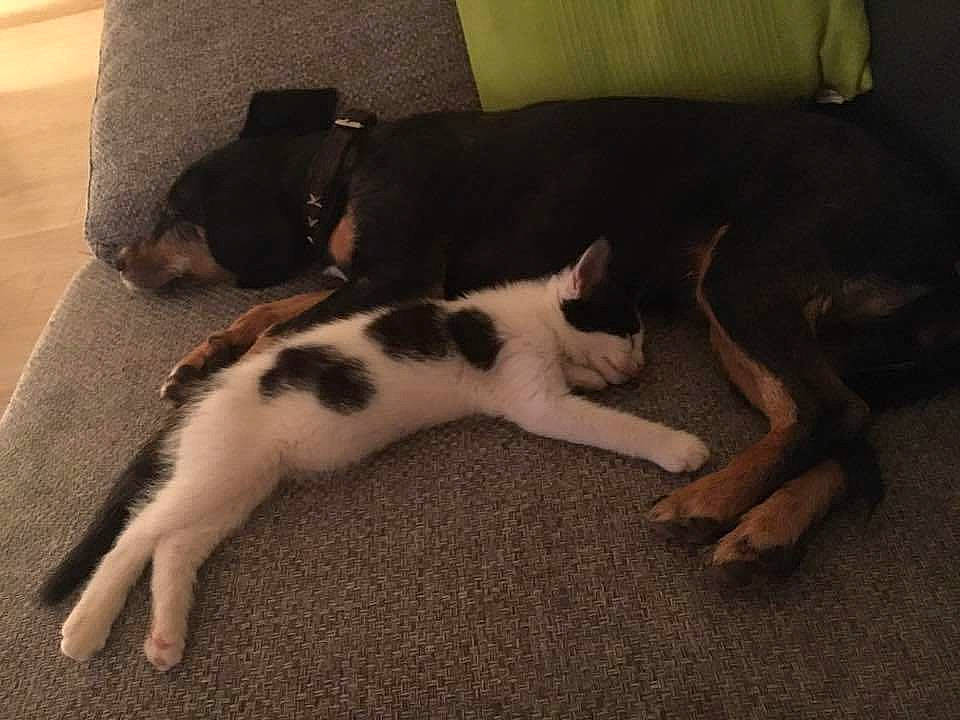 Link participe au concours pour gagner de l'argent avec cette photo : canidae, carnivore, companion_dog, dog, dog_breed, mammal, paw, puppy, rat_terrier, sporting_group, tail, vertebrate