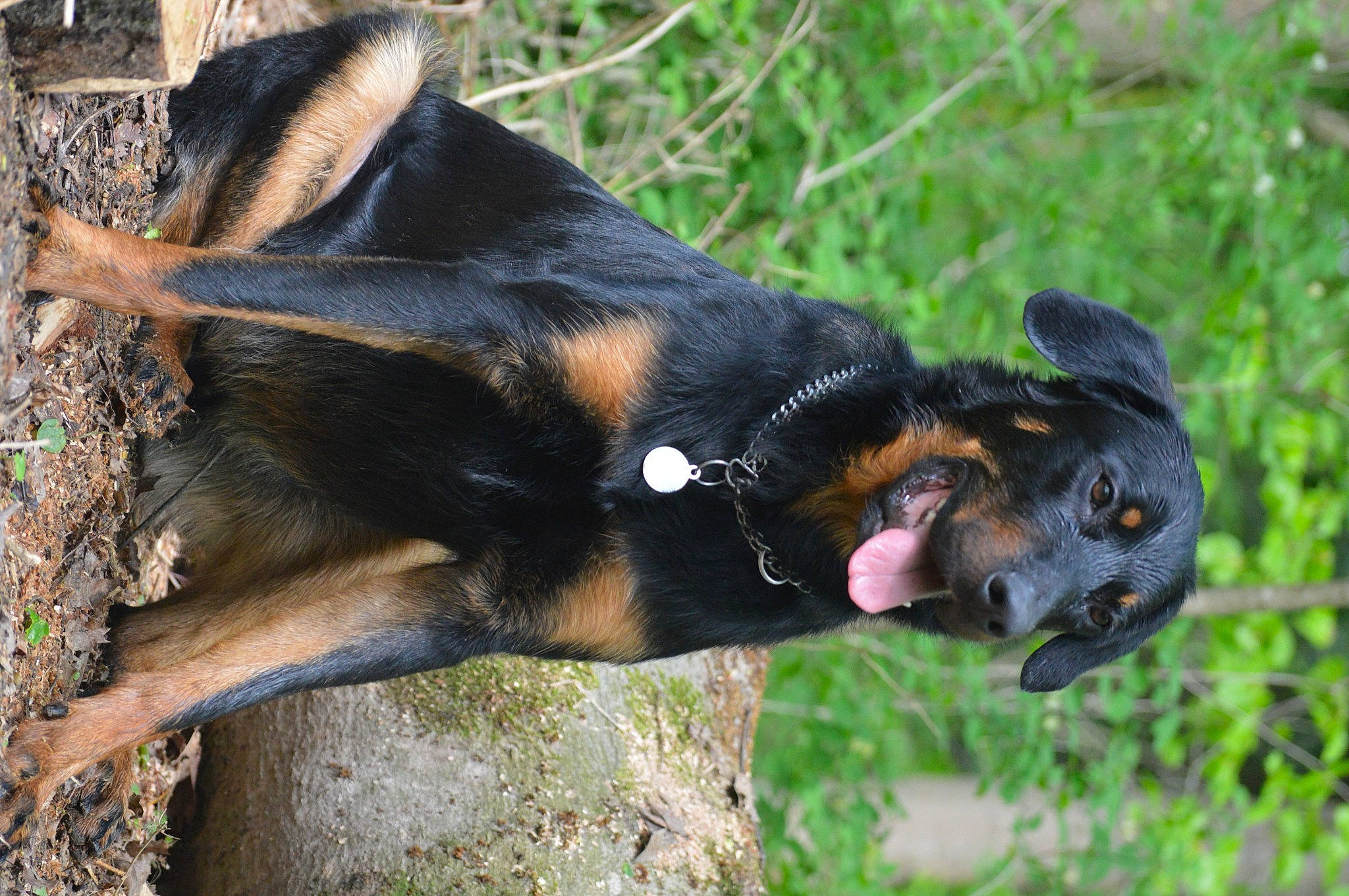 Odin participe au concours pour gagner de l'argent avec cette photo : biting, carnivore, collar, companion_dog, dog, dog_breed, fur, grass, guard_dog, paw, plant, snout, tail, terrestrial_animal, tree, trunk, whiskers, wildlife, working_animal, working_dog