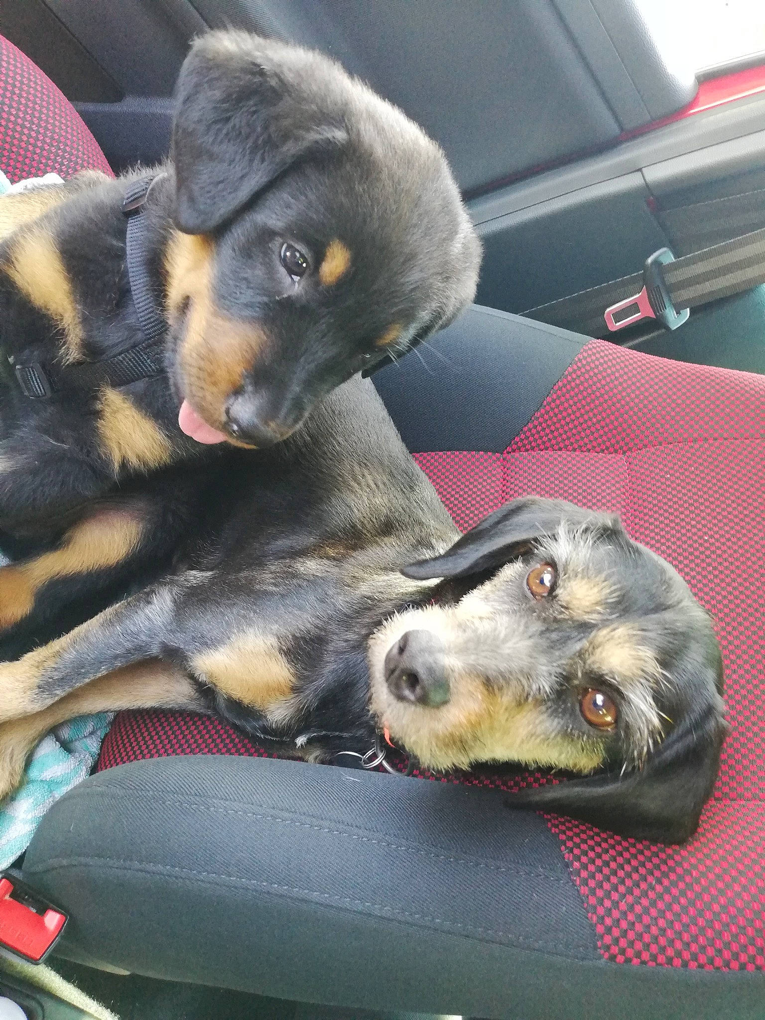 Odin a rejoint le concours — aidez-le/la à gagner de superbes lots ! beauceron, canidae, carnivore, companion_dog, dog, dog_breed, guard_dog, huntaway, mammal, rottweiler, snout, sporting_group, vertebrate