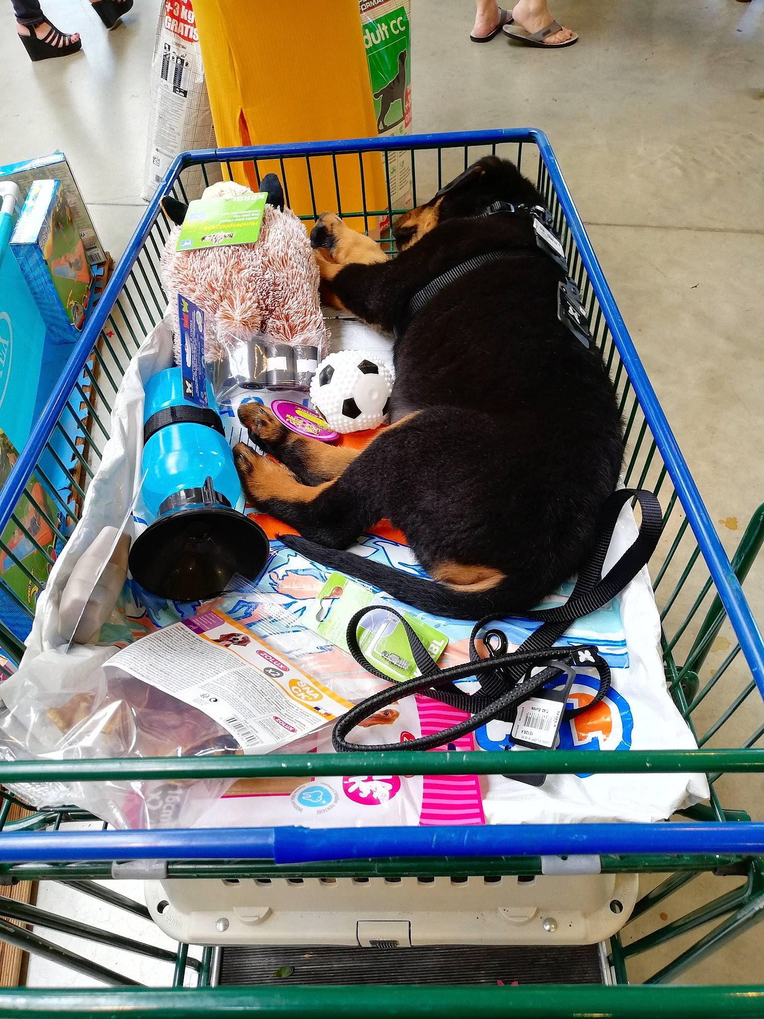 Odin participe au concours pour gagner de l'argent avec cette photo : cat, child