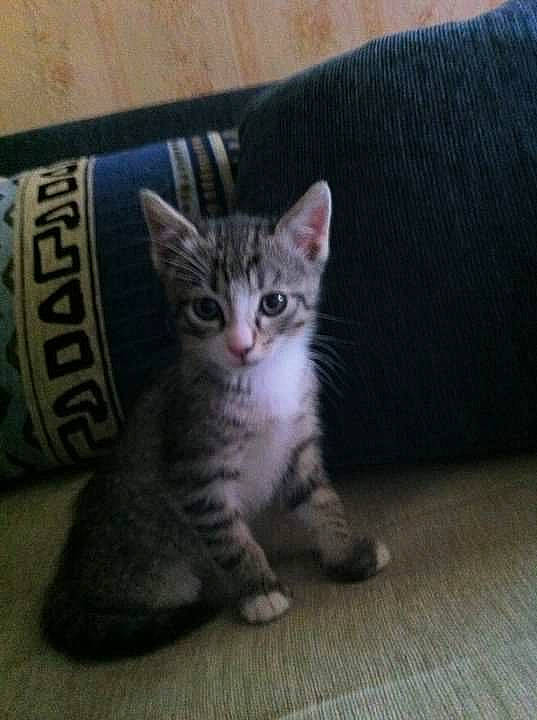 Esus a rejoint le concours — aidez-le/la à gagner de superbes lots ! aegean_cat, american_shorthair, american_wirehair, asian, carnivore, cat, domestic_short_haired_cat, dragon_li, egyptian_mau, european_shorthair, felidae, kitten, mammal, munchkin, polydactyl_cat, small_to_medium_sized_cats, tabby_cat, vertebrate, whiskers