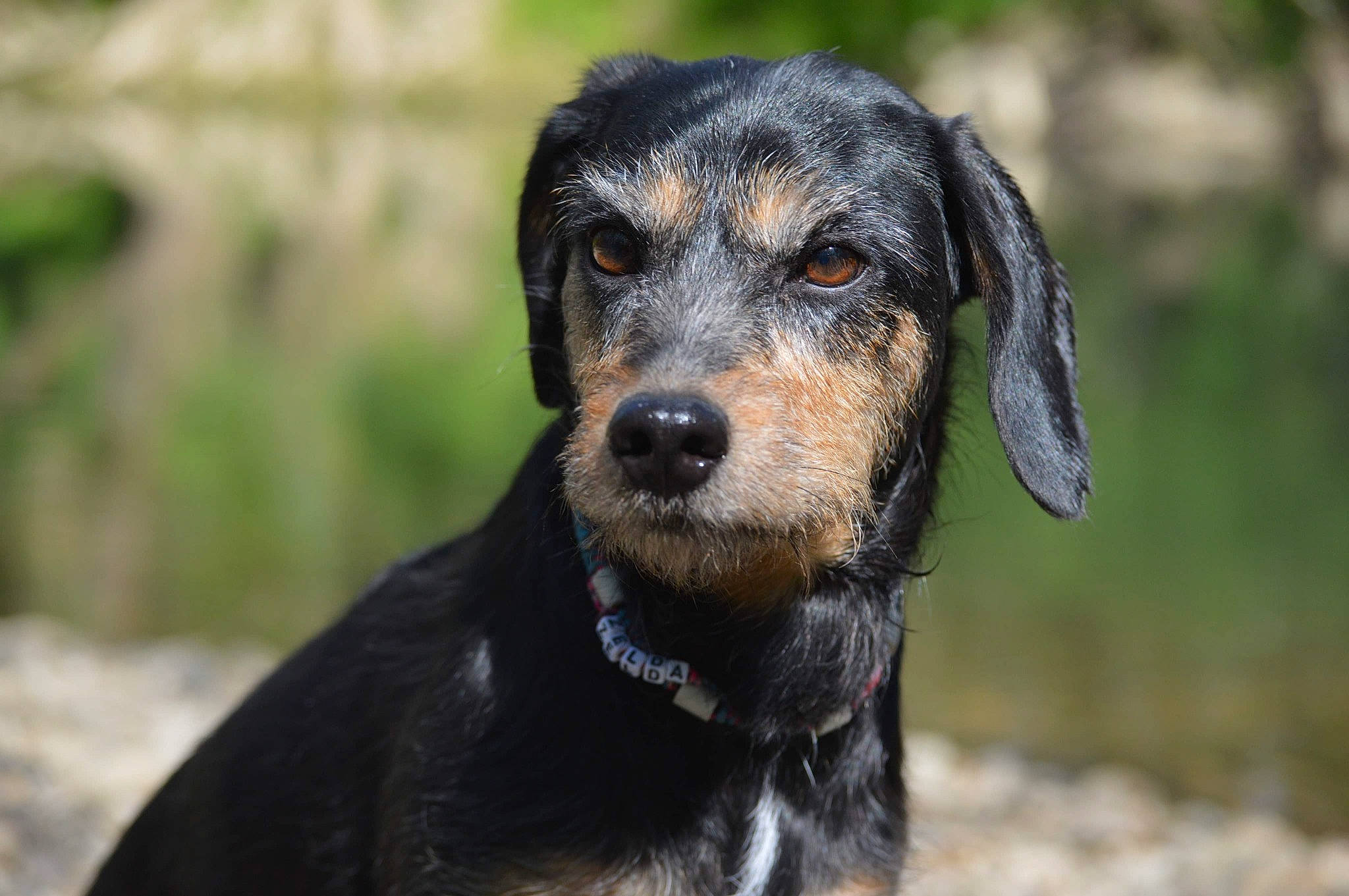 Zelda a rejoint le concours — aidez-le/la à gagner de superbes lots ! canidae, carlin_pinscher, carnivore, companion_dog, dog, dog_breed, eye, fawn, grass, guard_dog, hunting_dog, plant, puppy, snout, sporting_group, terrestrial_animal, whiskers, wildlife, working_animal, working_dog