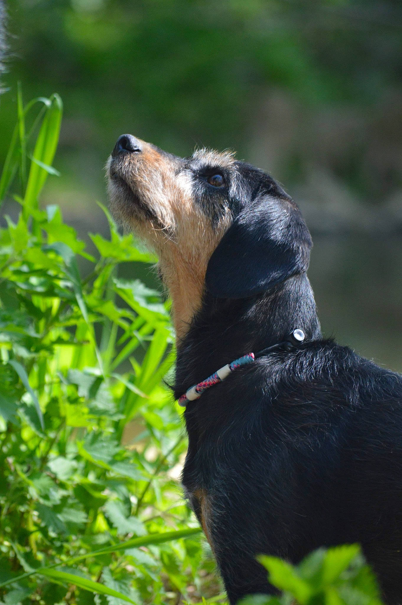 Zelda participe au concours pour gagner de l'argent avec cette photo : canidae, carnivore, collar, companion_dog, dog, dog_breed, dog_collar, fawn, grass, guard_dog, leash, plant, rottweiler, snout, sporting_group, terrestrial_animal, terrestrial_plant, whiskers, working_animal, working_dog