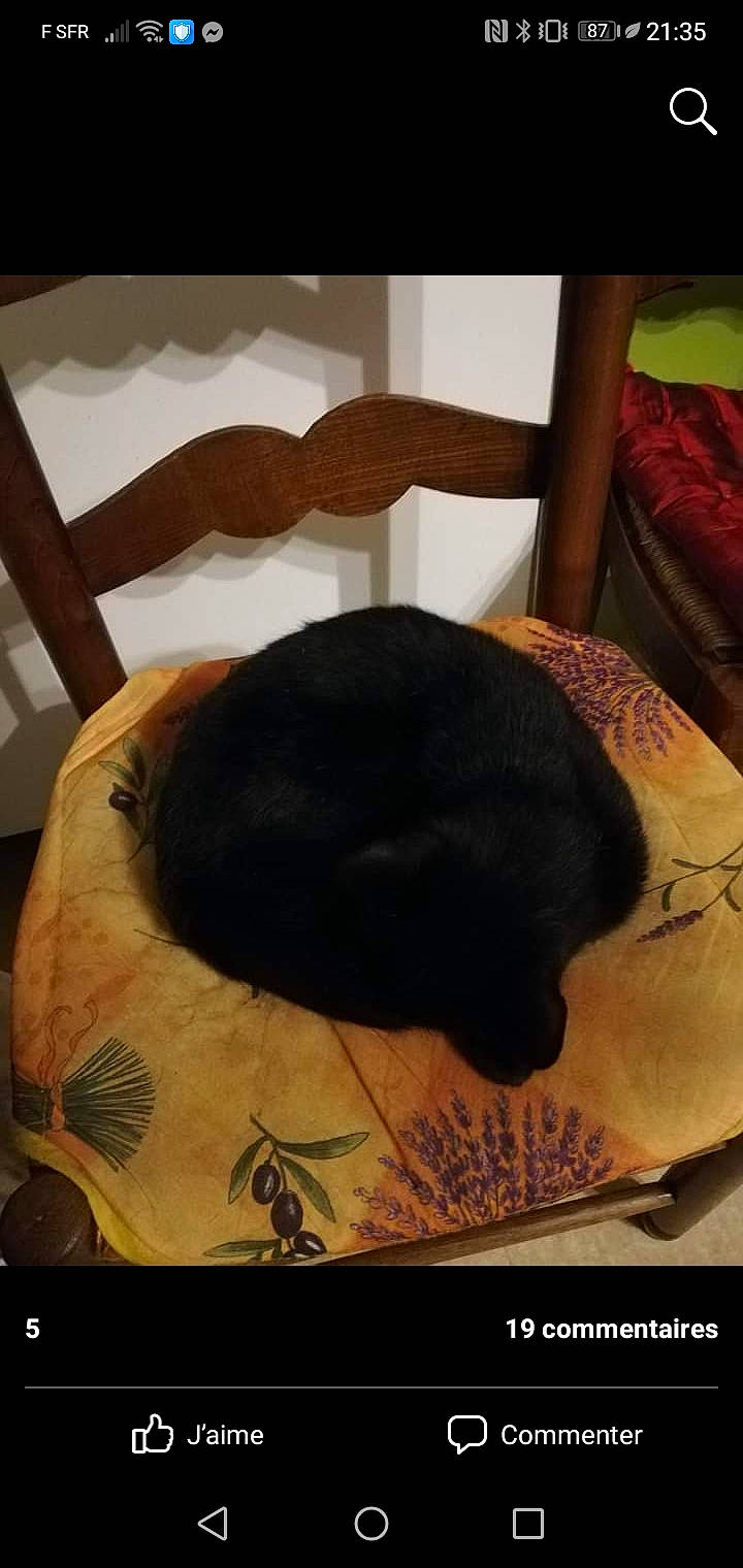 Fifi participe au concours pour gagner de l'argent avec cette photo : bed, carnivore, cat, cat_bed, chair, comfort, companion_dog, dog_breed, fawn, felidae, fur, hat, linens, pattern, room, small_to_medium_sized_cats, tail, textile, tints_and_shades, wood