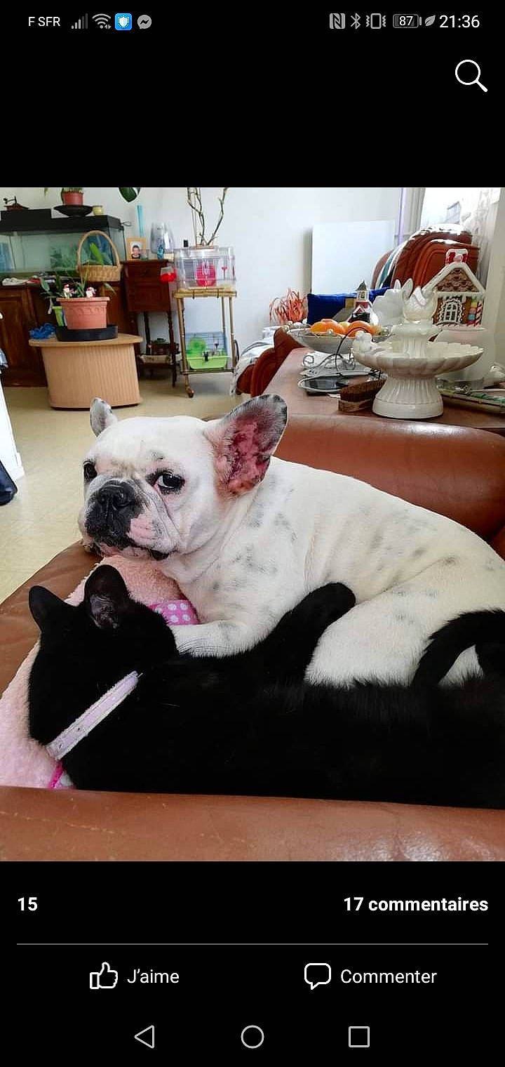 Fifi participe au concours pour gagner de l'argent avec cette photo : bulldog, carnivore, collar, comfort, companion_dog, couch, dog, dog_breed, ear, fawn, fur, houseplant, linens, plant, snout, table, tableware, toy_dog, whiskers, working_animal