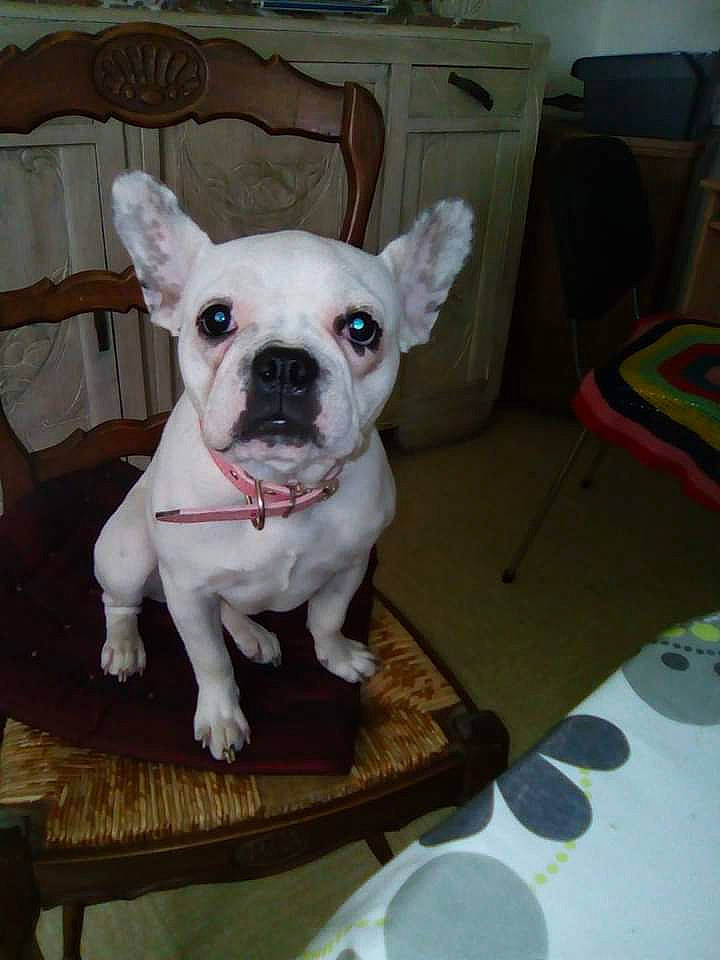 Fanny participe au concours pour gagner de l'argent avec cette photo : bulldog, carnivore, chair, collar, comfort, companion_dog, dog, dog_breed, dog_collar, ear, fawn, furniture, snout, sporting_group, table, toy_dog, whiskers, window, working_animal, wrinkle