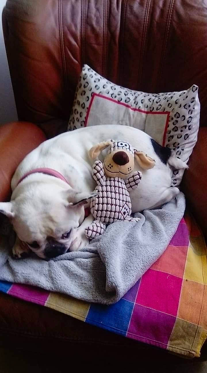 Fanny a rejoint le concours — aidez-le/la à gagner de superbes lots ! bedding, bedtime, canidae, carnivore, comfort, companion_dog, couch, dog, dog_breed, dog_supply, fawn, linens, pet_supply, pillow, pink, sporting_group, throw_pillow, toy_dog, vertebrate, working_animal