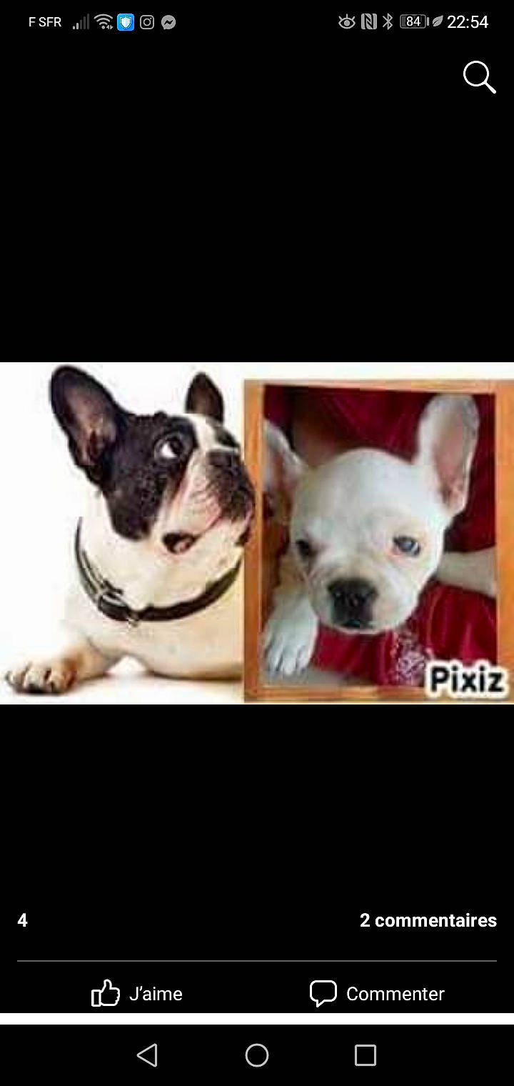 Fanny a rejoint le concours — aidez-le/la à gagner de superbes lots ! canidae, carnivore, companion_dog, dog, dog_breed, ear, fawn, font, fur, jaw, mammal, non_sporting_group, photo_caption, puppy, selfie, snout, terrestrial_animal, vertebrate, whiskers, working_animal