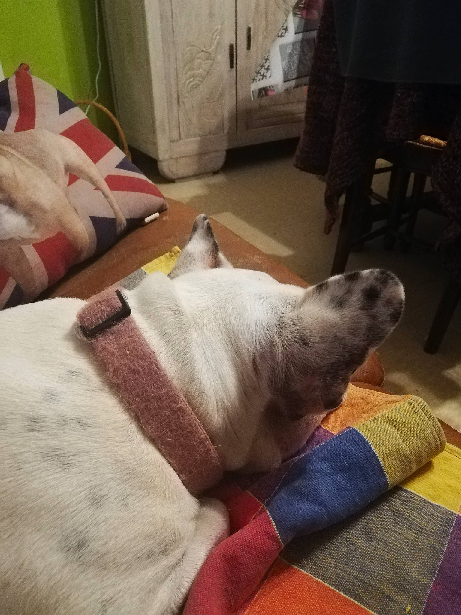 Fanny a rejoint le concours — aidez-le/la à gagner de superbes lots ! comfort, companion_dog, dog_breed, fawn, felidae, flooring, foot, hardwood, human_leg, linens, nail, paw, pillow, room, small_to_medium_sized_cats, snout, tail, textile, whiskers, wood