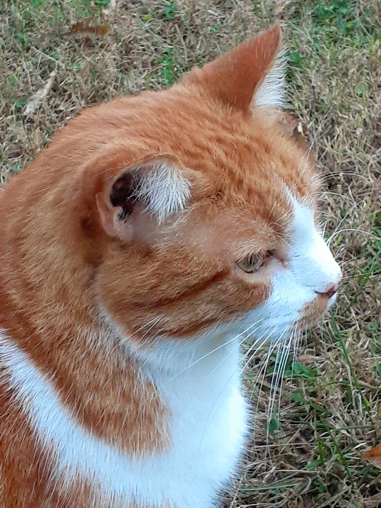Jagger is registered to the contest to win money with this photo: cat, orange_cat, white_cat, close_up, side_profile, outdoor, grass, animal, pet, feline, whiskers, ears, fur, nature, cute, calm, curious, mammal, domestic_animal, daylight