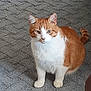 Jagger joined the competition — help win amazing prizes! cat, orange_cat, white_cat, indoor, carpet, pet, feline, fur, animal, sitting, looking, domestic_cat, whiskers, tail, ears, eyes, cute, companion, mammal, house