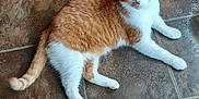 Jagger joined the competition — help win amazing prizes! cat, orange_cat, white_cat, pet, feline, floor, tile_floor, indoor, resting, lying_down, fur, animal, whiskers, ears, tail, paws, looking, calm, domestic_cat, closeup