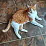 cat, orange_cat, white_cat, pet, feline, floor, tile_floor, indoor, resting, lying_down, fur, animal, whiskers, ears, tail, paws, looking, calm, domestic_cat, closeup