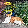Jagger joined the competition — help win amazing prizes! cat, orange_cat, white_cat, flower_pot, yellow_flowers, green_plants, garden, brick_wall, concrete_path, outdoor, relaxed, pet, nature, foliage, plant_pot, sunlight, resting, side_view, animal, daytime