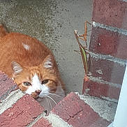 Jagger joined the competition — help win amazing prizes! cat, orange_cat, white_fur, praying_mantis, insect, brick_wall, brick_ledge, concrete_floor, outdoor, animal, curious, closeup, pet, nature, wildlife, texture, whiskers, face, eyes, creature