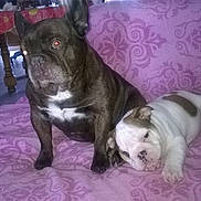 Maguy Et Baby participe au concours pour gagner de l'argent avec cette photo : american_pit_bull_terrier, bulldog, carnivoran, dog, dog_breed, dog_breed_group, dog_like_mammal, fawn, french_bulldog, mammal, non_sporting_group, old_english_bulldog, olde_english_bulldogge, snout, toy_bulldog, vertebrate