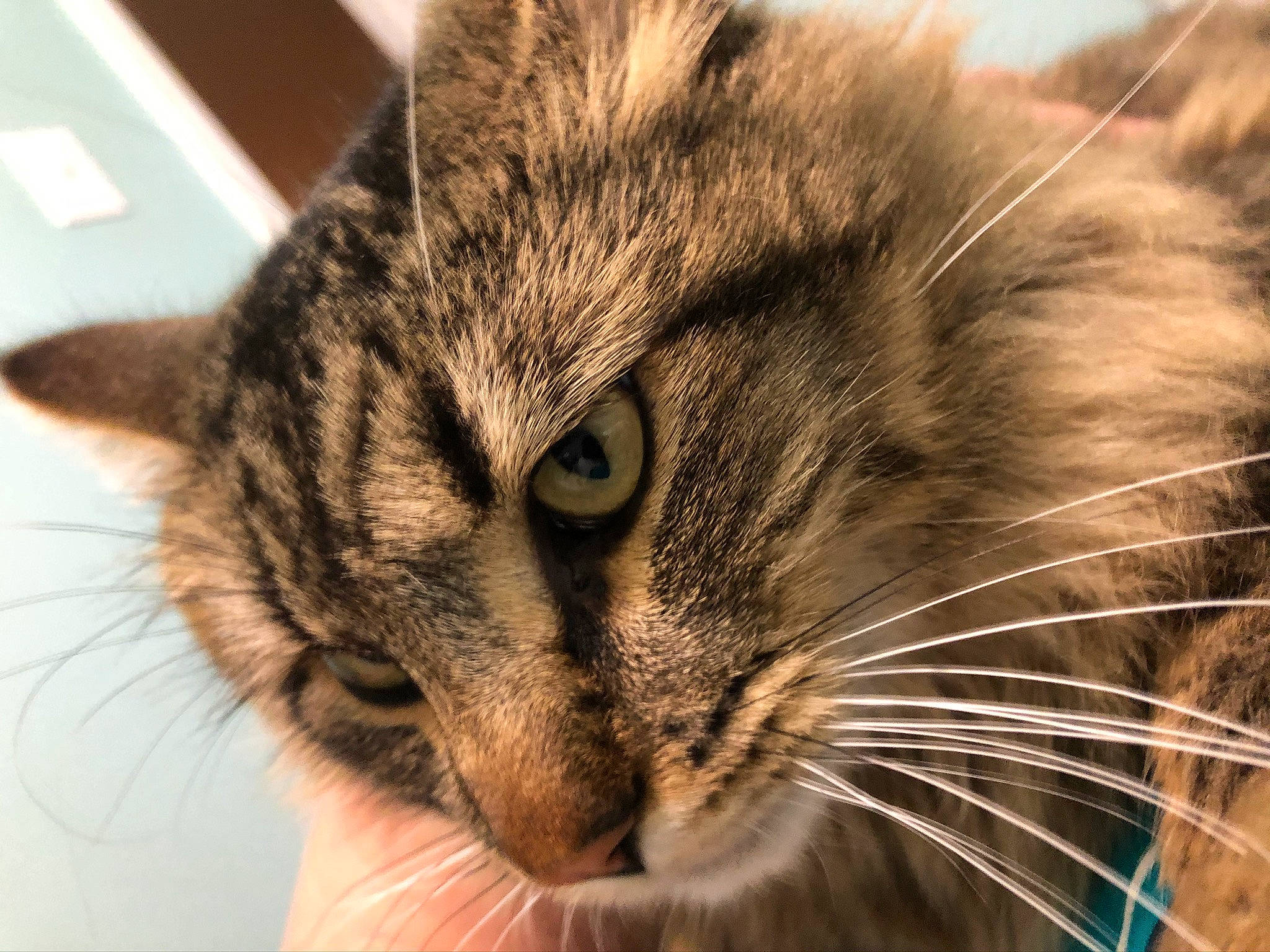 Leo joined the competition — help win amazing prizes! carnivore, cat, close_up, domestic_short_haired_cat, eye, felidae, fur, grass, hair, head, human_body, iris, paw, small_to_medium_sized_cats, snout, terrestrial_animal, whiskers, wildlife